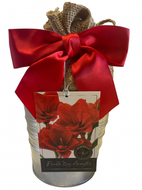 Amaryllis Holiday Gift Kit, Includes a Rustic Tin Pot, Double King Bulb, and Growing Medium